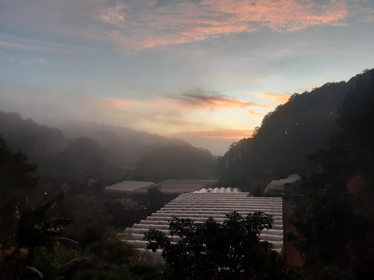 Destiny Coffee Farm